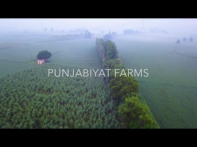 Punjabiyat resort in Amritsar - A Boutique farm stay!