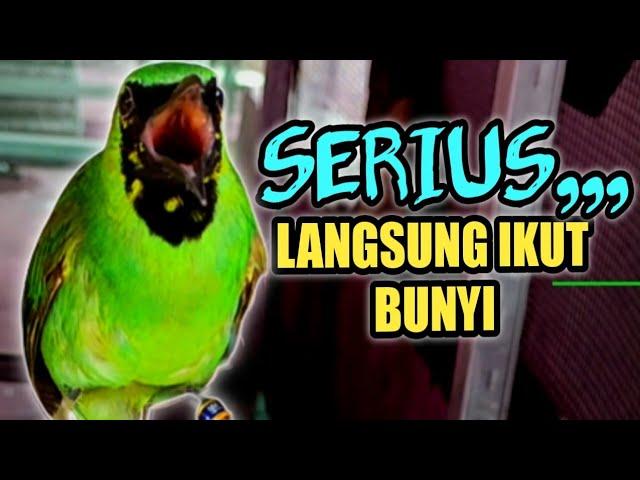 PANCINGAN CUCAK IJO GACOR, MANCING CUCAK IJO MU PASTI IKUT GACOR