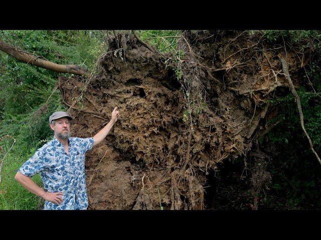 This is why you mulch your fruit trees!