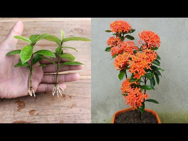 How to Propagate Ixora plant from cuttings