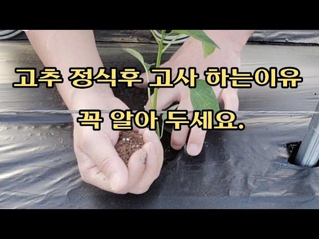 고추 정식전 꼭 해야 할일 ㆍ고추농사 ㆍ텃밭농사 ㆍ고추재배