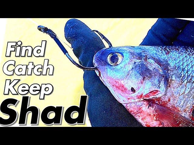 Everything you Need to Know About Shad.