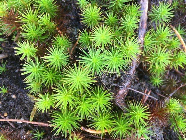 Moss - ecology and ethnobotany