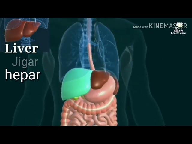 Ichki azolarni 3d ko'rinishi #tibbiyot #ischanov #medoptimal #anatomiya #Lor #3d