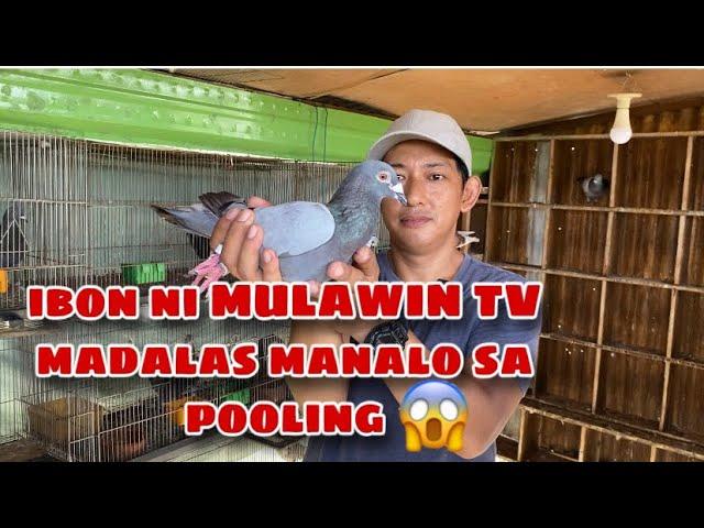 IBON NI MULAWIN TV AY MADALAS MANALO SA POOLING |Reggie Cruz Loft & Aviary ##reggiecruzloftandaviary