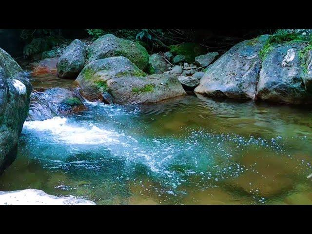 Serene Stream and Bird Sounds for a Restful Night | Nature Sleep Aid