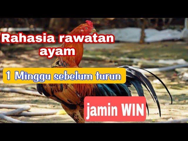 rahasia rawatan ayam 1 minggu sebelum turun #d jamin power full