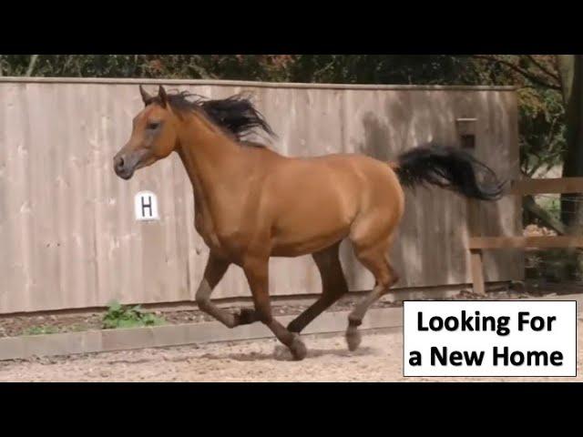 Farouk has a lovely new owner and new herd friends