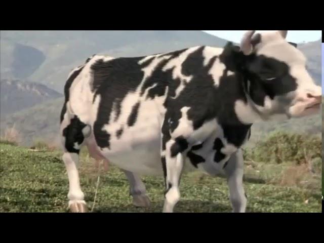 Fulga-vaca bătăuşă 