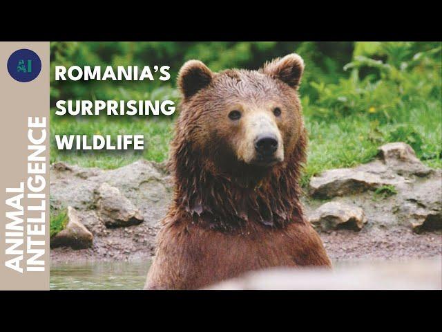 Romania's best kept secret: wilderness | AI