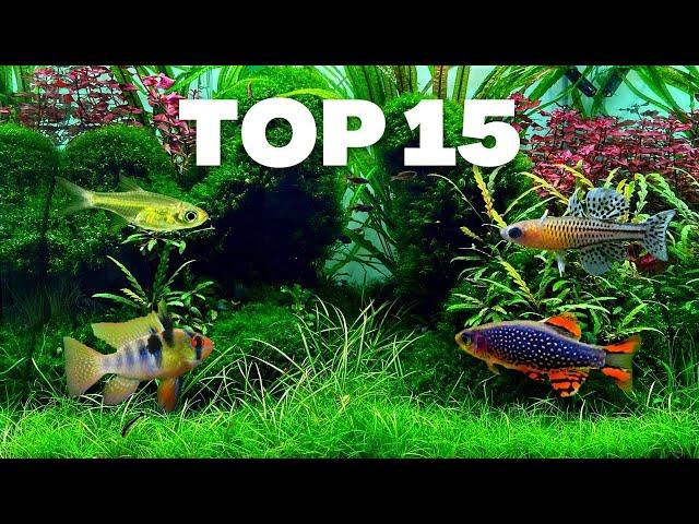 MY 15 FAVORITE NANO FISH FOR A SMALL AQUARIUM