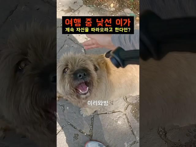 집착이 심한 솜뭉치