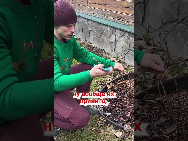 ОБРЕЗКА ЕЖЕВИКИ ВЕСНОЙ