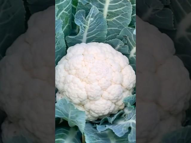 Organic Gardening / How To Grow Cauliflower At Home #youtubeshorts #gardening