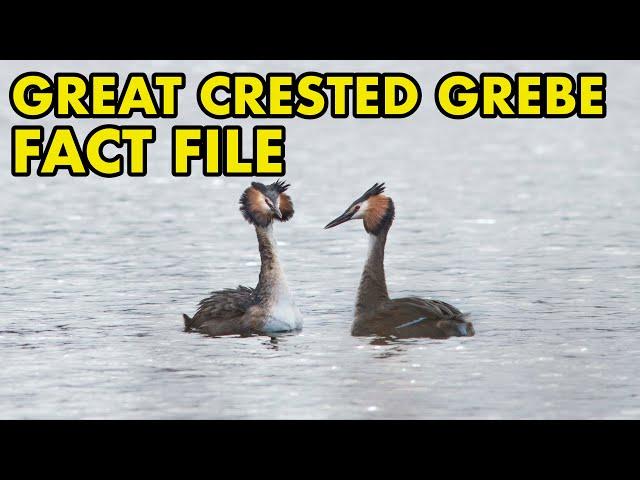 Great Crested Grebe: Fact File (British Nature Facts)