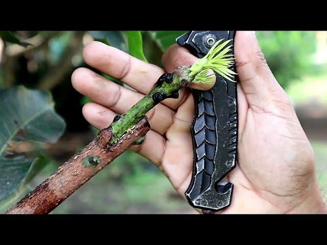 Amazing grafting mango plant with result