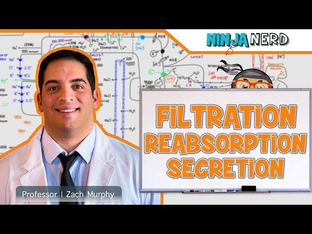 Renal | Filtration, Reabsorption, and Secretion: Overview