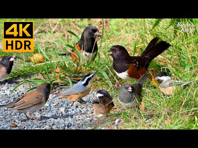 Cat TV for Cats to Watch  Cute Summer Birds and Squirrels  8 Hours 4K HDR