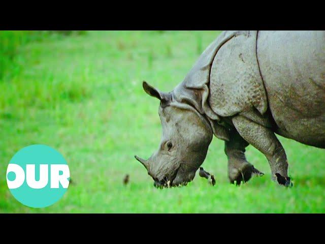 These Are The Greater One-Horned Rhino Of Indias Kaziranga National Park | Our World