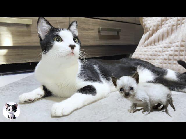 Adorable Rescued Kitten's Wobbly Charge Leaves Older Cat Mu Stunned!