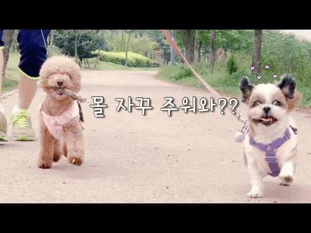 강아지 산책, 강아지 일상 브이로그(Puppy walking vlog)