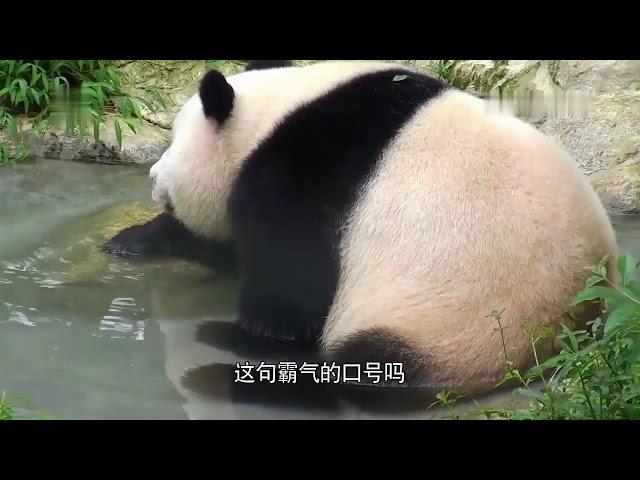A panda brother from Beijing is called Mengda 23