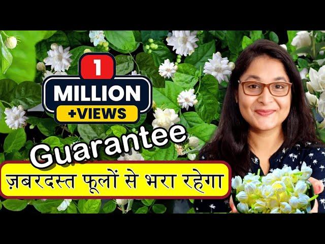 7 TIPS TO GROW MOGRA PLANT, JASMINE PLANT/ HOW TO CARE MOGRA मोगरा #garden #jasmineplant #mogra