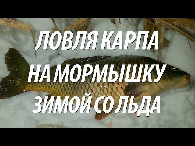 ПОДЛЕДНАЯ ОТЛИЧНАЯ РЫБАЛКА НА КАРПА ЗИМОЙ НА МОРМЫШКУ В ПОДМОСКОВЬЕ