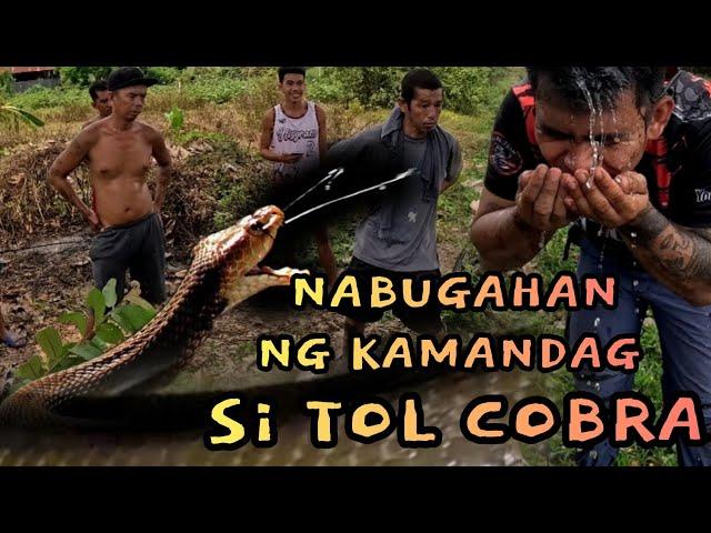 PART1 LUNGGA NG MGA COBRA SA MALAKING PUNO/NABUGAHAN SI TOL COBRA #cobraking #tolcobra #cobraprince