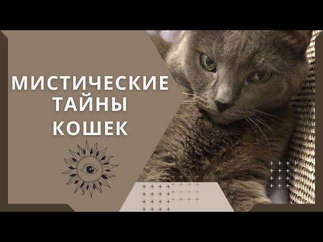 Мистические тайны кошек