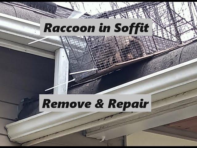 Raccoon in the Soffit | Remove It and Repair It | Strong & Great Repair