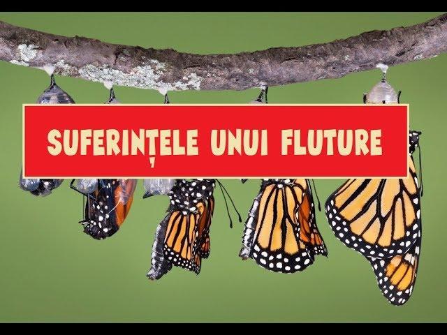 SUFERINTELE UNUI FLUTURE- Povestire Crestina Motivationala