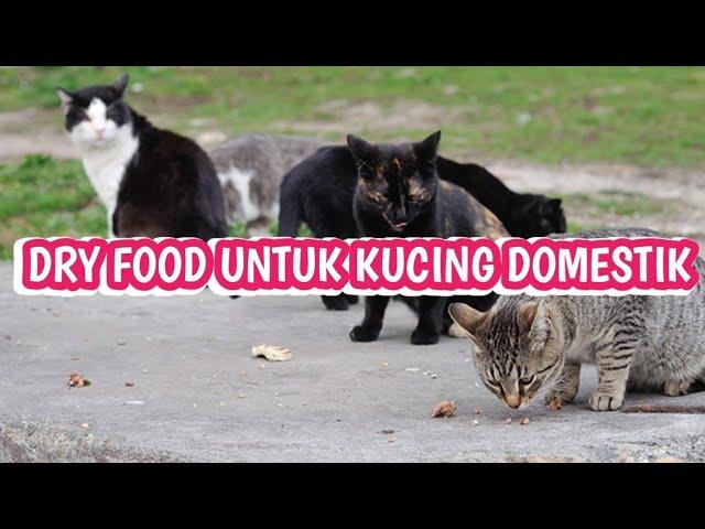 4 MEREK MAKANAN UNTUK KUCING KAMPUNG