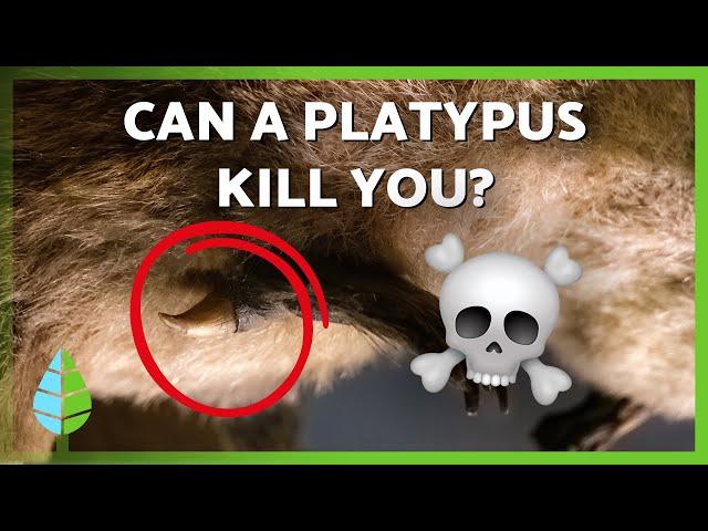 Is the Platypus Venomous or Deadly?  ️ |  What You Need to Know