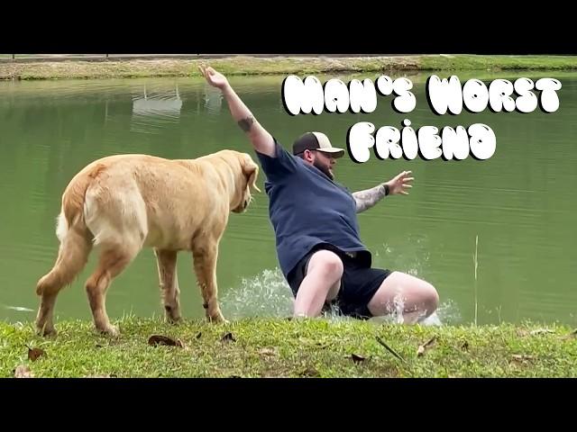 Funny Dog Fails | Golden Retrievers, Pitbulls, and German Shepherds