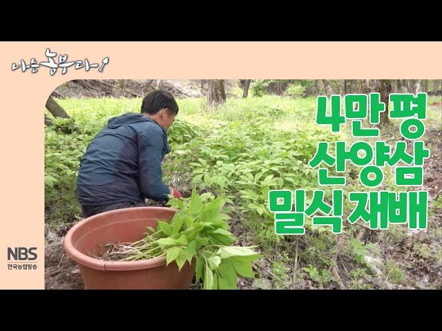 [나는농부다 252회] 4만 평 산양삼 밀식 재배