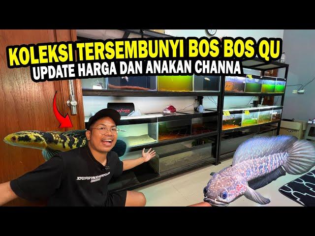 ADA CHANNA TERSEMBUYI?? UPDATE HARGA CHANNA DAN BABY CHANNA BOS BOS QU