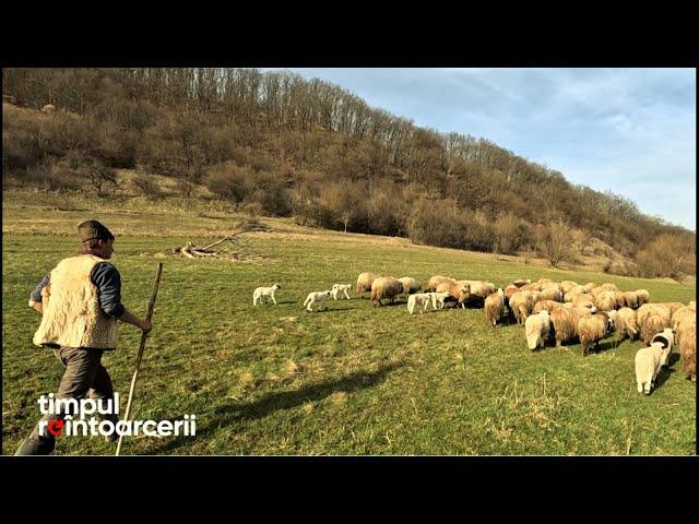 "Acasă ești în Raiul tău"- Ionuț Lazăr, tânărul cioban din satul Deleni, județul Mureș