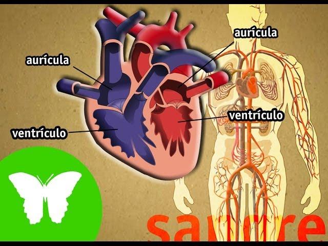 La Eduteca - El aparato circulatorio