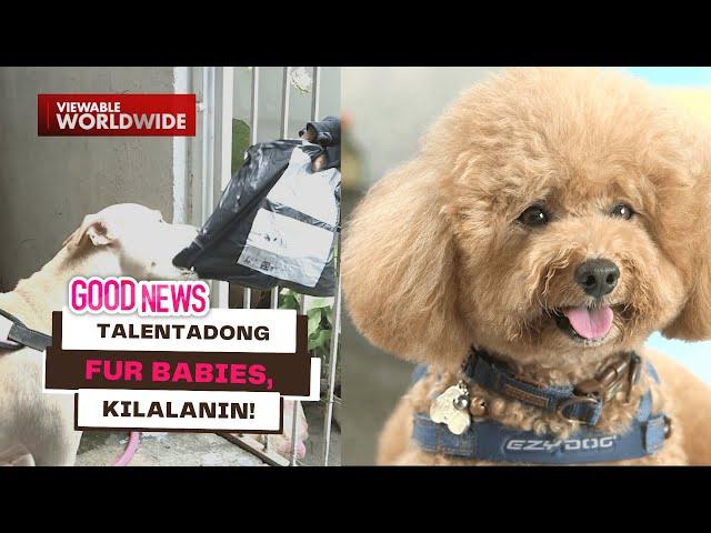 Talentadong fur babies, kilalanin! | Good News