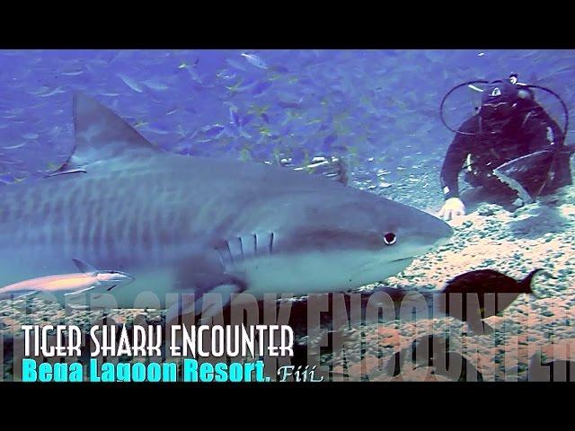 4m Tiger Shark Up Close and Personal Beqa Lagoon Resort Fiji 2015 HD