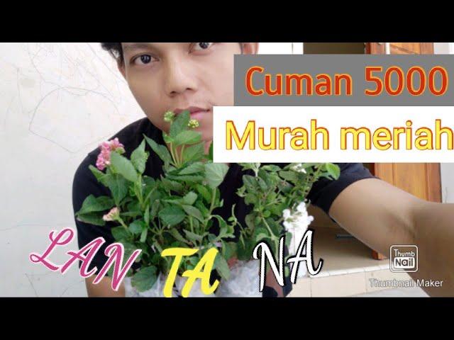 Unboxing Lantana Mikro Yg Super Murah ~ Dengan Varian 3 Warna