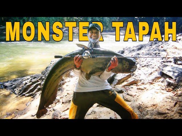 CASTING TAPAH MONSTER | Wallago Leerie 55,56 lbs - Danz Perdana