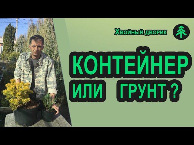 Зачем и для чего хвойные растения рассаживают в контейнеры и горшки-выращивание хвойных в грунте.