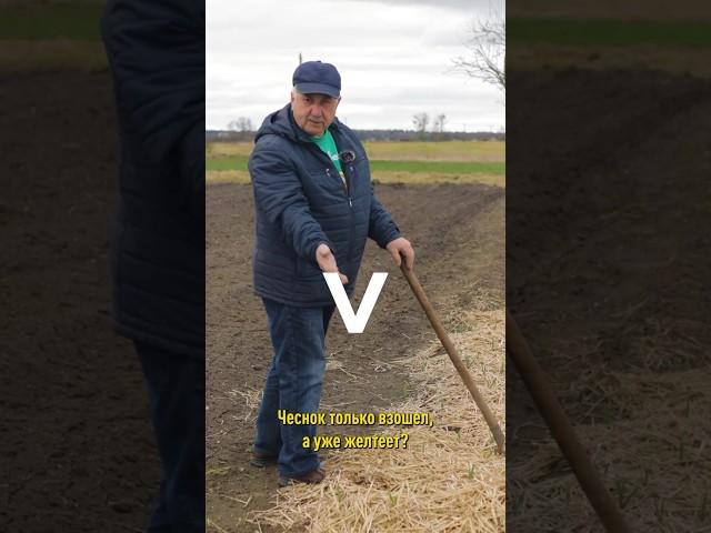 Чеснок только взошел, а уже желтеет? Срочно нужна подкормка! Чем подкормить озимый чеснок весной