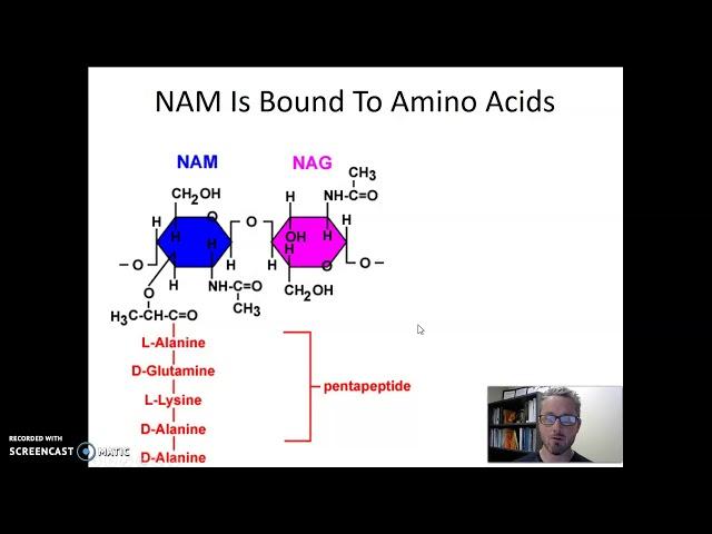 Peptidoglycan