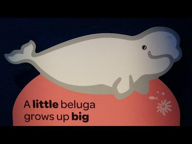 Beluga Whales - Baleia Beluga (Baleia branca) - Delphinapterus leucas