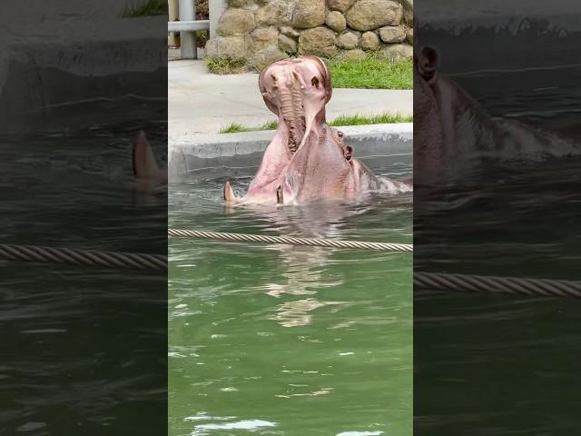 Рот как автобус #shortsfeed #animalshorts #trendingnow #бегемот #зоопарк #животные #hippo #fyp