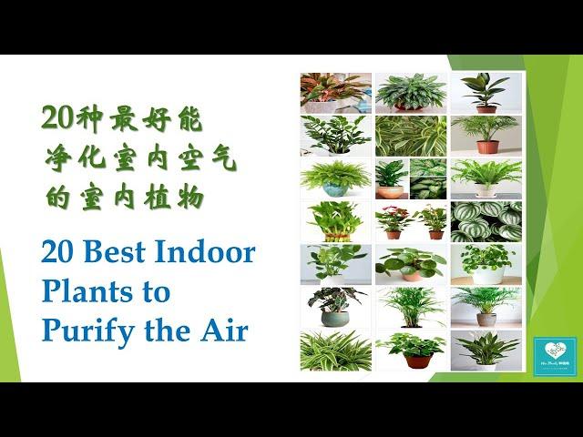 20种最好能净化室内空气和美化家居的室内植物 l 20 Best Indoor Plants which purify the air and for Décor purpose