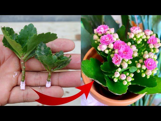 How to plant Kalanchoe plant from cuttings | Easy Method to grow/propagate Kalanchoe plant